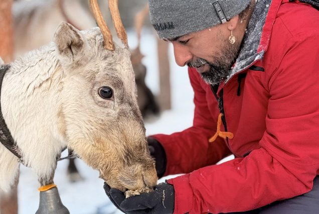 گوزن های شمالی