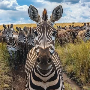 تور گروهی کنیا نوروز ۱۴۰۵